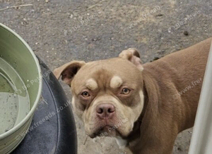 American bully akbc