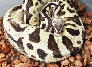 Male adult royal python.