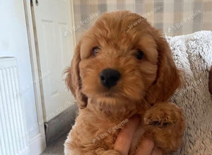 F2B Cockapoo puppies (2 girls, 2 boys)