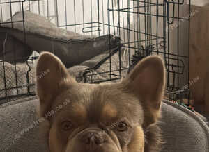 French bulldog pups