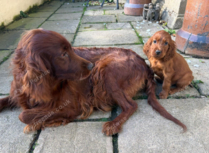 TWO BOYS AVAILABLE
