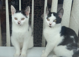 2 kittens