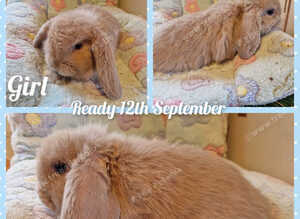 Mini lop kits. vaccinated &health checked.