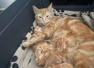 4 stunning ginger kittens