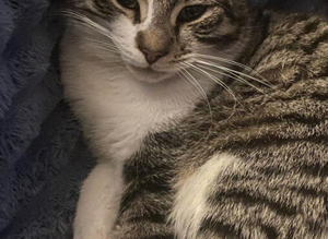 MISSING TABBY AN WHITE MALE
