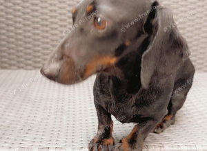 Mini dachshund boy Rolo