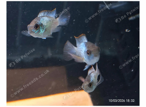 Electric Blue Acara fish