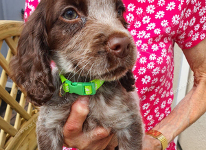 Adorable Cocker Spaniel
