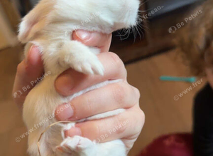 white bunny (breed is unknown)