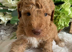Health tested Australian Labradoodles