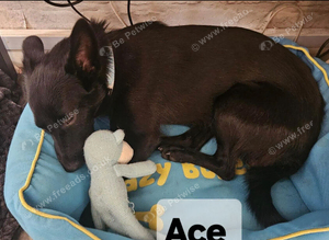 ACE, OLLIE & CHESTER - LOOKING FOR THEIR FOREVER HOMES