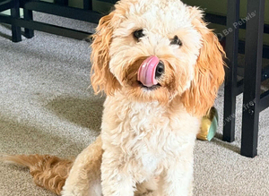 Cavapoo puppy