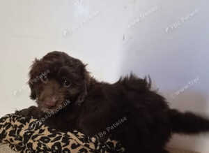 F1 cockerpoos puppies