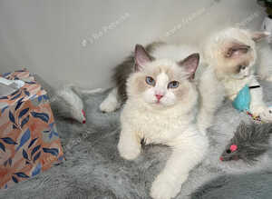east European Ragdoll Kittens