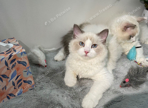 east European Ragdoll Kittens