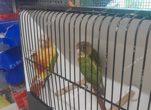 Pineapple conures