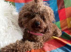 Asian toy poodle girl 3 year old
