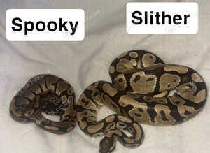 3 beautiful snakes looking for homes