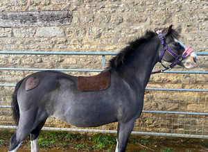 Clipping services available