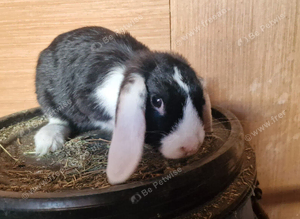 Mini Lop Female