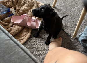 Patterdale dog