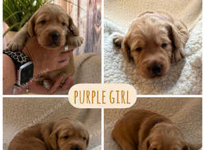 Beautiful Double Doodle puppies for sale