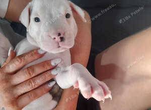 1 pups left 1 boy Beautiful alpha blue bulldog puppies (born on the 25th)