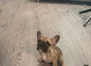 French Bulldog pups