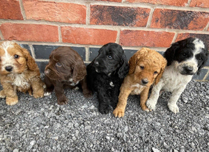 cockapoo puppies