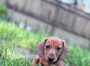 Mini smooth dachshund pups