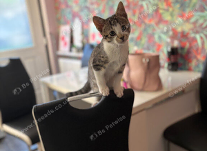 Male kitten
