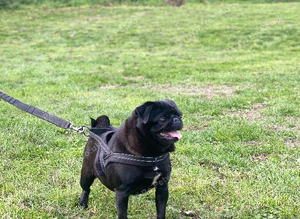 beautiful female pug