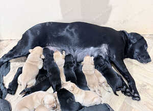 KC Labrador pups ready for homing now.