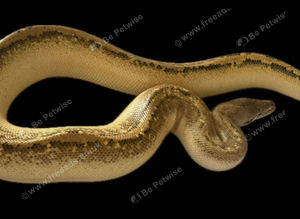 blood python pair