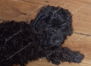 Beautiful Cockerpoo pups