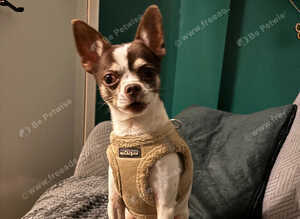 Male chihuahua