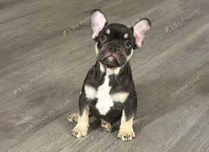 french bulldog ready for a loving home