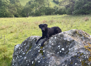 Beautiful 10 month male part trained