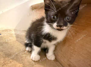 4 kittens for sale