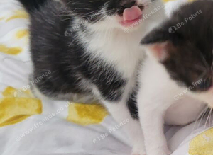 Britsh  kittens