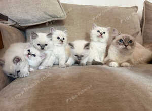 Litter of 6 Pedigree Ragdoll Kittens 11 weeks old