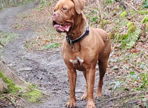 Barkley n pawz dog walking and pet services.