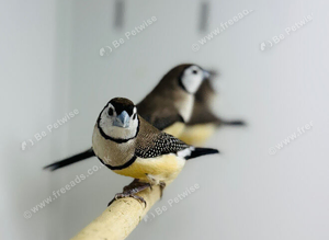 owl finch