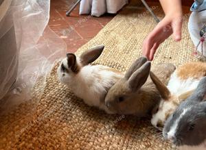 Unsexed rabbits