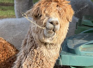 3 Beautiful Alpacas