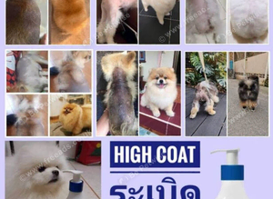 Addressing coat and skin issues across all dog breeds&mdash;particularly coat problems in Pomeranians&mdash;with a 100% effective treatment rate.