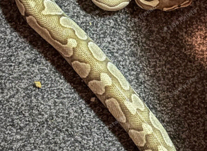 Female ball python and set up
