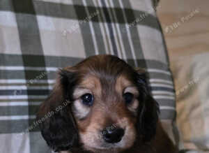 Beautiful shaded cream miniature dachshund puppies