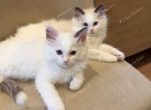 Stunning ragdoll kittens