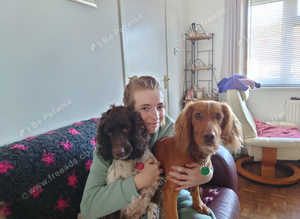 Pet sitting/walking